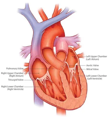 14 вопросов кардиохирургу о современной хирургии сердца