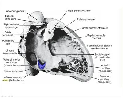 Митральный Клапан Сердца Человека Анатомическое Положение Клапана —  стоковая векторная графика и другие изображения на тему Сердце - iStock