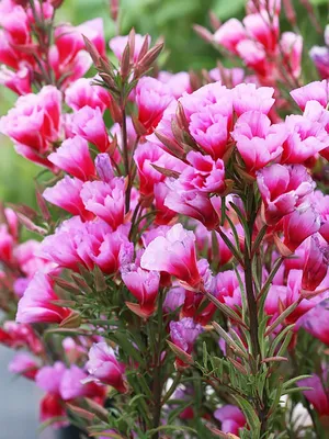 Кларкия изящная (Clarkia Elegans)