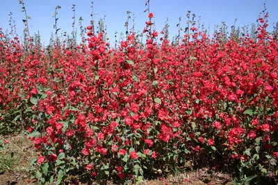 Silver Falls Seed Company - Clarkia - Elegant Red