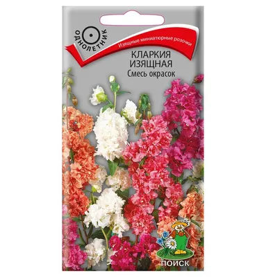 Кларкия ноготковая (Clarkia unguiculata) — описание, выращивание, фото | на  LePlants.ru
