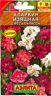 Семена кларкия Поиск Изящная 290076 1 уп. - отзывы покупателей на Мегамаркет