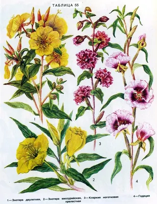 Цветы кларкия – выращивание из семян и уход, посадка кларкии в саду -  YouTube