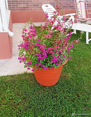 Кларкия изящная - «Кларкия изящная - моя удачная находка для сада. Красивое  растение, которое цветёт с июня по сентябрь, не требует особого ухода.» |  отзывы