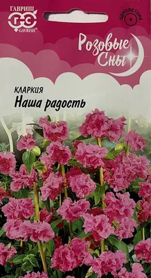 Кларкия приятная (Clarkia amoena)