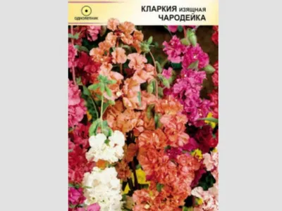 Купить семена: Кларкия махровая смесь - цены,фото,отзывы | Green-Club.com.ua