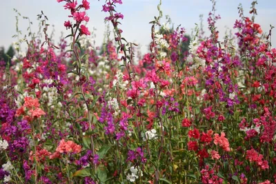 Clarkia amoena - Кларкия приятная - купить семена на Tropics Seeds.