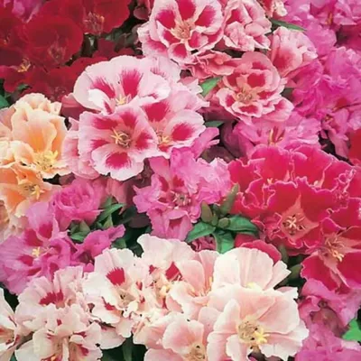 Кларкии Цветущий сад МЦ Стойкий БУКЕТ - купить по выгодным ценам в  интернет-магазине OZON (788149474)