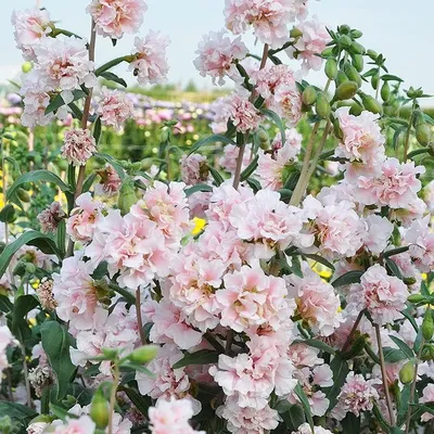 Семена цветы \"Кларкия наша радость\" купить по цене 49 ₽ в интернет-магазине  KazanExpress