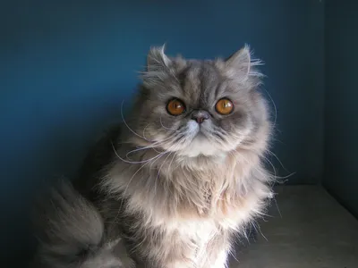 Классический персидский кот - картинки и фото koshka.top