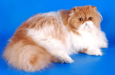 Персидский кот классик - картинки и фото koshka.top