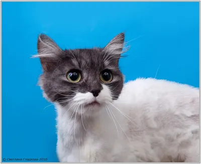 Персидская кошка классического типа - картинки и фото koshka.top