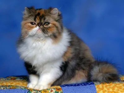Лысый персидский кот - 68 фото