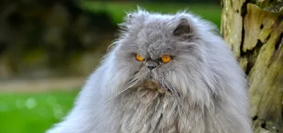 Персидская порода кошек (описание и фото)