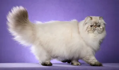 Белый персидский кот - картинки и фото koshka.top