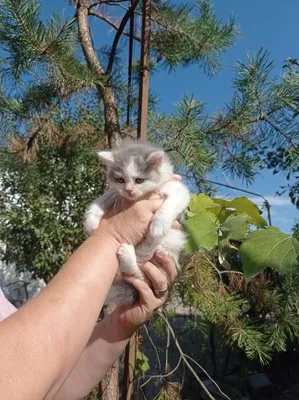 Персидская кошка 🐈 фото, описание персов, характер, уход, стандарты, вес,  окрас, история, кормление