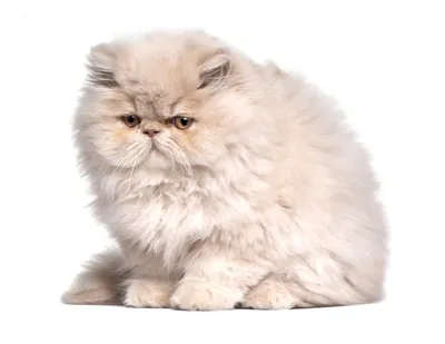 Персидская порода кошек (описание и фото)