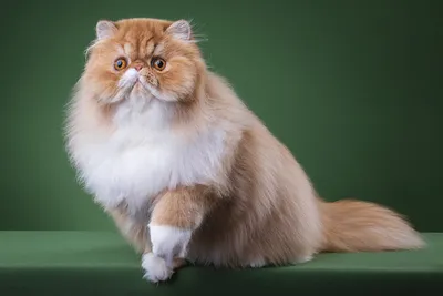 Классическая персидская кошка - 64 фото