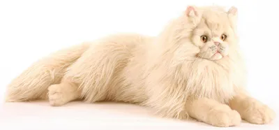 Персидская кошка: все о кошке, фото, описание породы, характер, цена