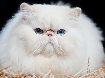 Классический персидский кот - картинки и фото koshka.top