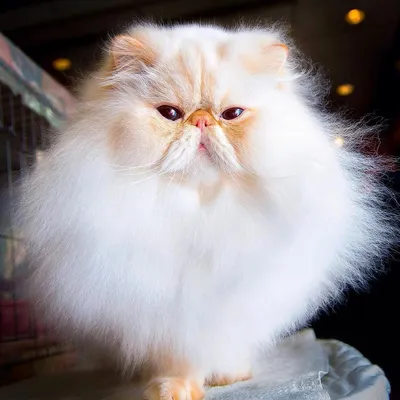 Персидская кошка классик - картинки и фото koshka.top