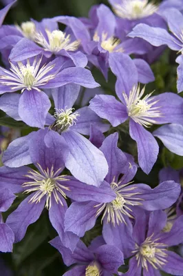 Arabella Clematis, Clematis x 'Arabella', Monrovia Plant