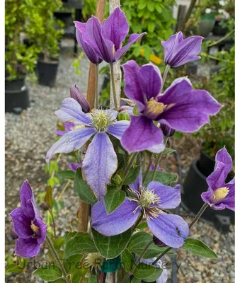 Arabella Clematis - Plants4Home