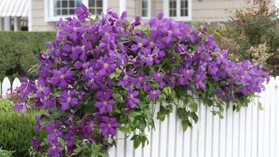 Clematis 'Arabella'