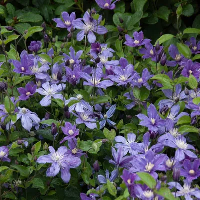 Clematis Arabella - Buy Clematis Vines | Spring Hill Nurseries