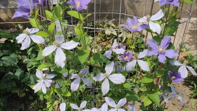 Clematis diversifolia 'Arabella' | Lens Roses