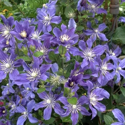 Clematis integrifolia arabella hi-res stock photography and images - Alamy