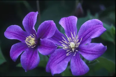 Shoreline Area News: In the Garden Now: Clematis 'Arabella'