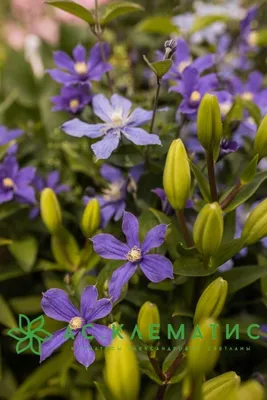 Kristina Clode Garden Design - Clematis 'Arabella' has been continuously  flowering for several weeks with a profusion of lilac blue blooms. It's a  non twining semi-herbaceous clematis which is cut almost to