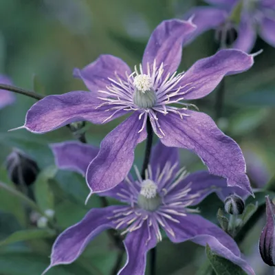 Photo of Clematis Arabella (Clematis)