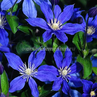 CLEMATIS 'ARABELLA', Stock Photo, Picture And Rights Managed Image. Pic.  GWG-TRE14178 | agefotostock