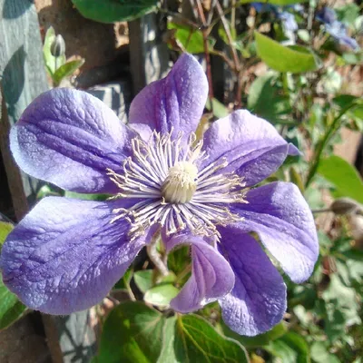 Blue Clematis Arabella Stock Photo - Download Image Now - Clematis,  Abstract, Beauty - iStock