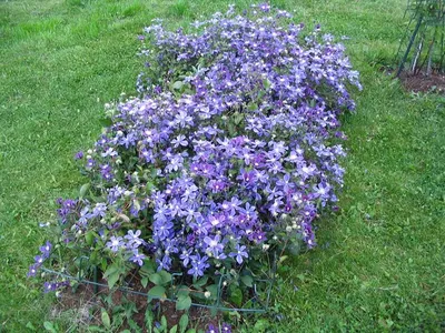 Clematis 'Arabella' - buy plants at Coolplants