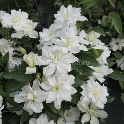 Clematis Arabella, Blooms all summer into fall