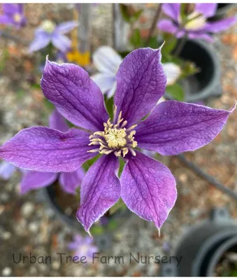 Clematis Arabella Superior Quality Climbers - thorncroftclematis.co.uk