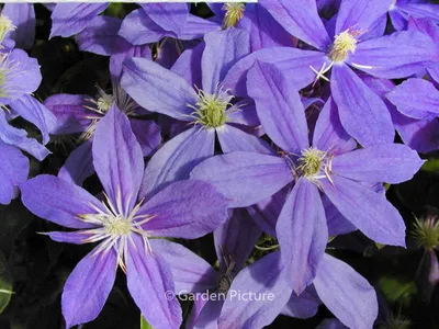 Clematis Arabella - Summer Flower (9cm) - Plants from Gardeners Dream UK