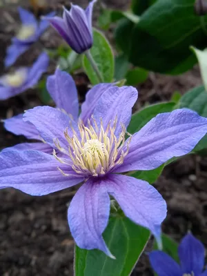 Clematis 'Arabella' Clematis | Garden Center Marketing