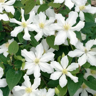 Clematis Arabella | Verschoor Horticulture