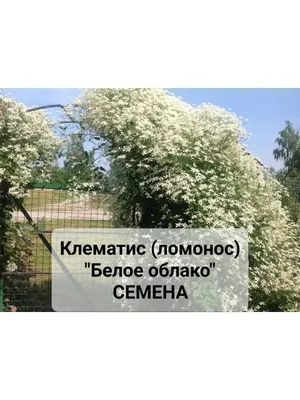 💓Белое облако: самый беспроблемный и дешевый клематис, который еще и  шикарно пахнет | Любимая Дача. Сад и Огород | Дзен