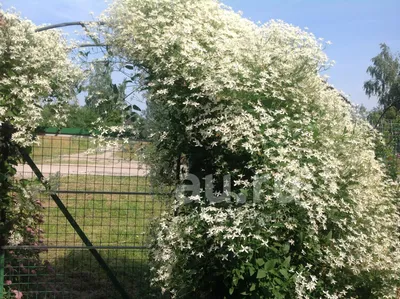 клематис белое облако — купить в Красноярске. Декоративные кустарники и  деревья на интернет-аукционе Au.ru