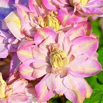 Купить Саженцы канадкой розы Джон Кэбот (John Cabot) оптом/розница