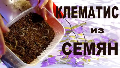 КЛЕМАТИС ИЗ СЕМЯН – ВЫРАЩИВАНИЕ КЛЕМАТИСА ИЗ СЕМЯН от Nina Petrusha channel  Clematis TV - YouTube