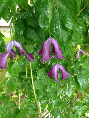 Клематис Витицелла – фиолетовый (Clematis viticella) – семена