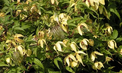 Клематис Витицелла – фиолетовый (Clematis viticella) – семена