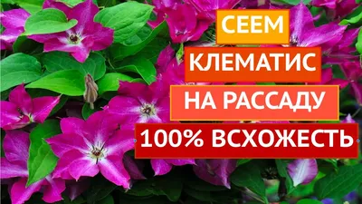 Решение Семена Клематис Виноградолистный