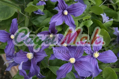 Клематис Витицелла – фиолетовый (Clematis viticella) – семена